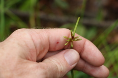 Cyperus laevis