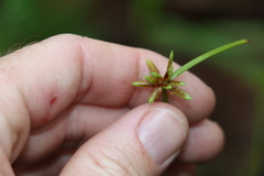 Cyperus laevis
