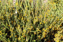 Aotus lanigera