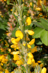Aotus lanigera