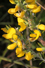 Aotus lanigera