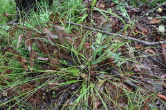Cyperus laevis