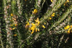 Aotus lanigera