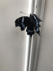 Kaniska canace nojaponicum