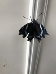 Kaniska canace nojaponicum