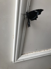 Kaniska canace nojaponicum