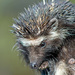 Hedgehogs & Gymnures - Photo (c) Pius Mahimbi, some rights reserved (CC BY-SA)