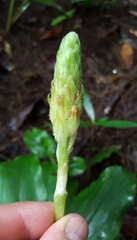 Platylepis