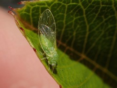 Trioza bakeri