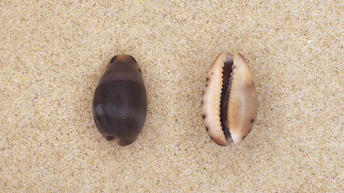 photo of Yellow-toothed Cowrie (Erronea xanthodon)