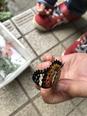 Argynnis hyperbius