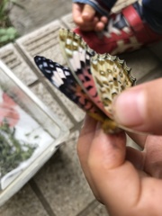 Argynnis hyperbius