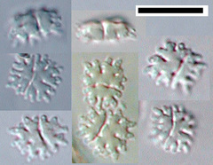 Dendrosporium