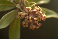 Pittosporum deplanchei