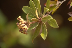 Pittosporum deplanchei