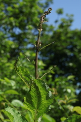 Cicerbita prenanthoides