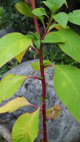 Phytolacca heterotepala image