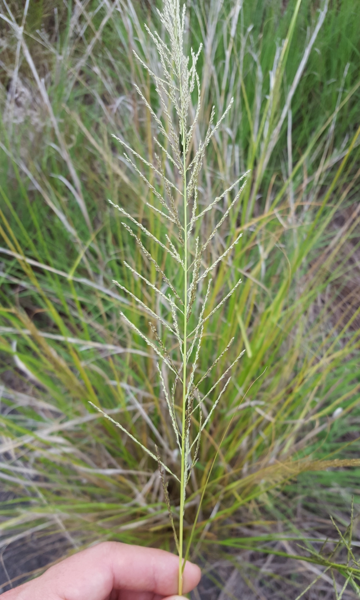 (c) François Rousseu, certains droits réservés (CC BY-NC) https://www.inaturalist.org/observations/104623977