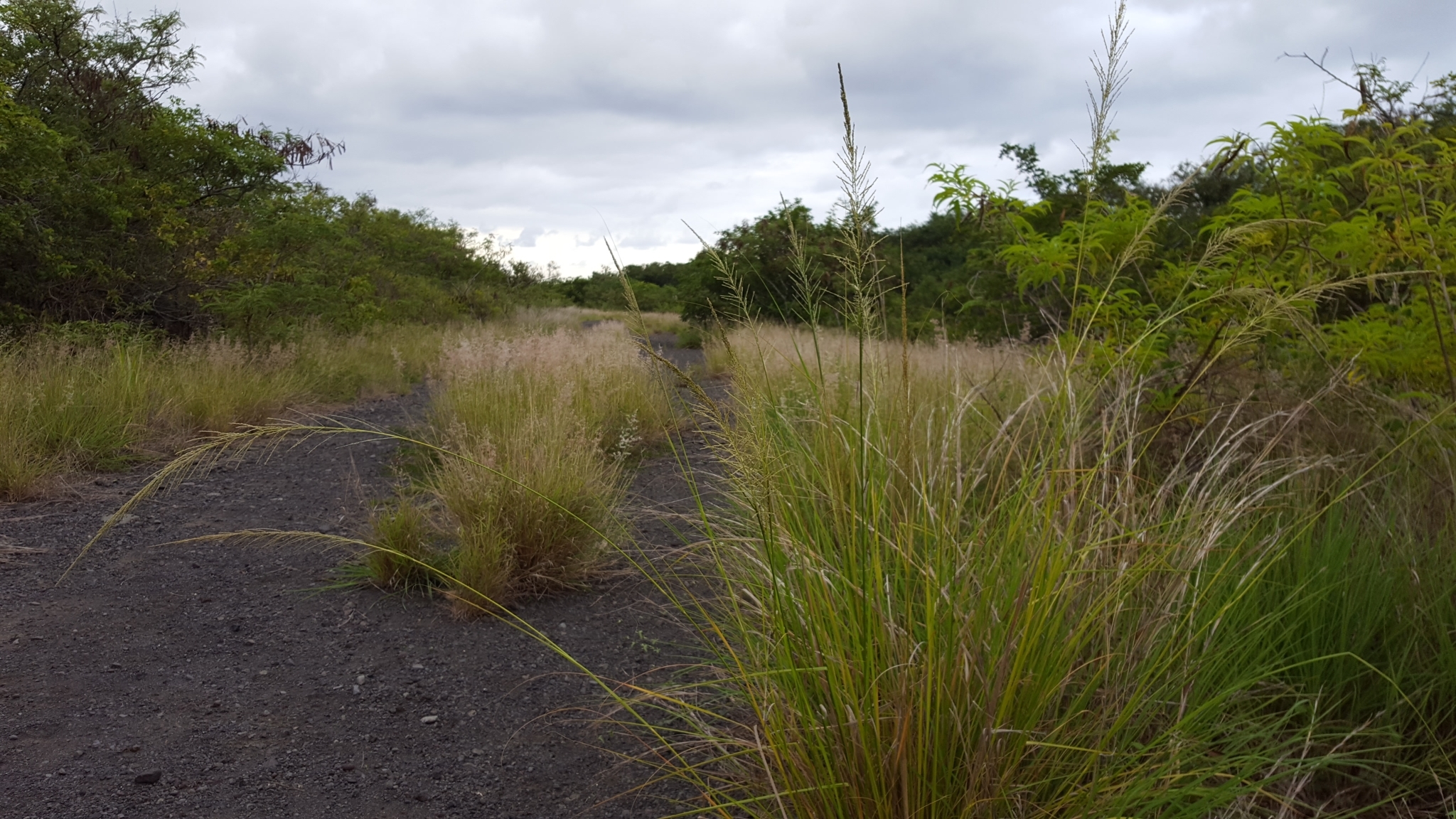 (c) François Rousseu, certains droits réservés (CC BY-NC) https://www.inaturalist.org/observations/104623977