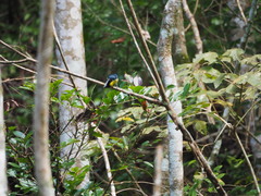 Machlolophus holsti