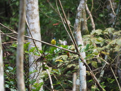 Machlolophus holsti