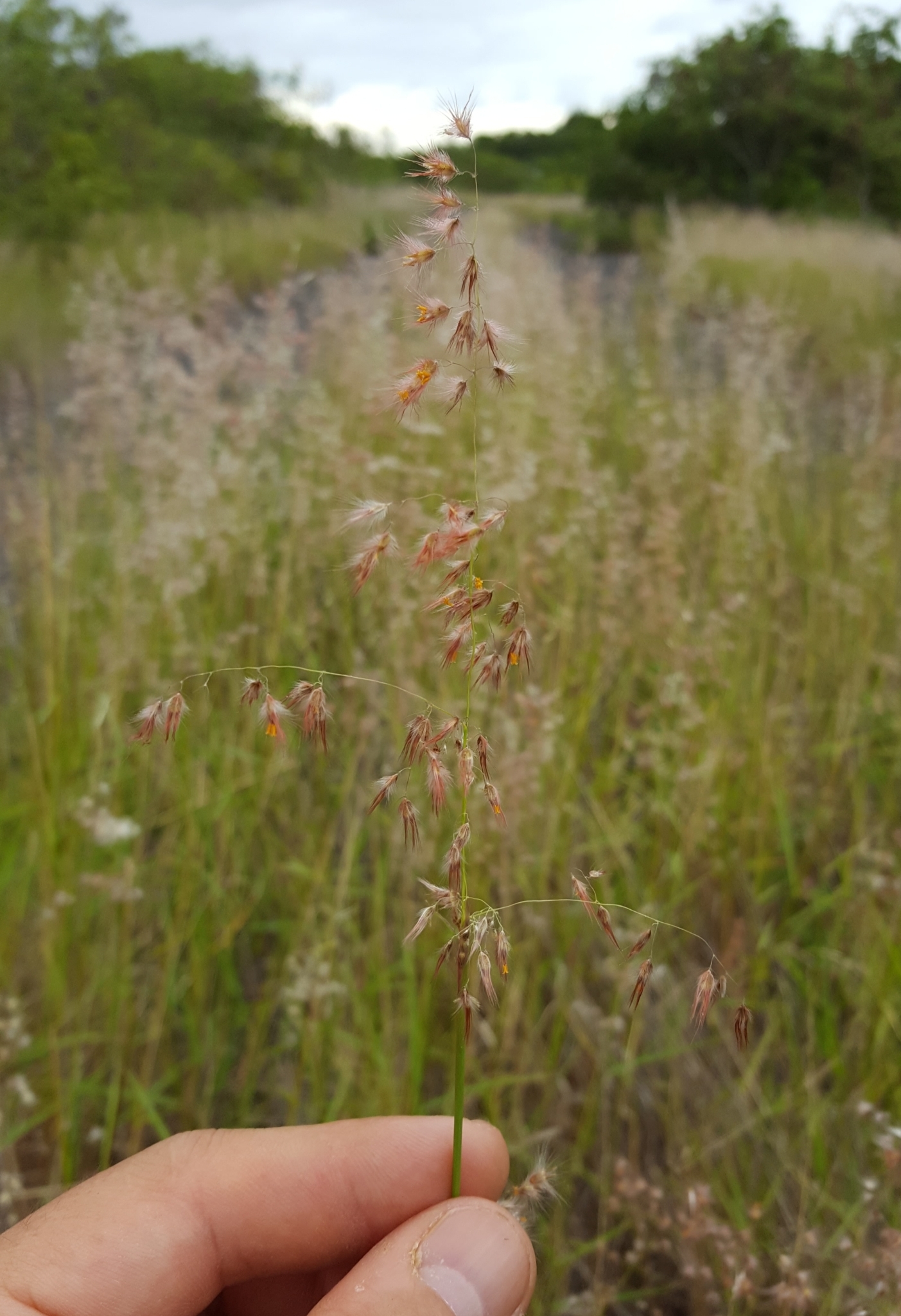 (c) François Rousseu, certains droits réservés (CC BY-NC) https://www.inaturalist.org/observations/104623990