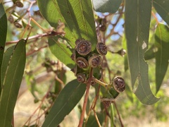 Eucalyptus rudis rudis