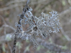 Pseudevernia consocians