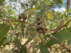 Eucalyptus rudis rudis