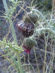 Cirsium novoleonense