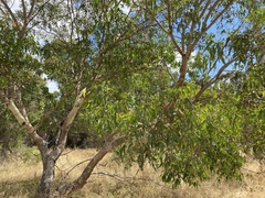 Eucalyptus rudis rudis
