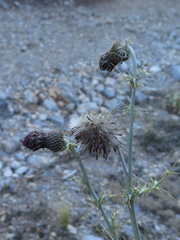 Cirsium novoleonense