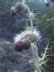 Cirsium novoleonense