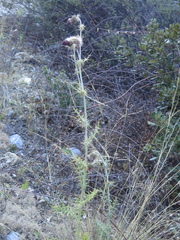 Cirsium novoleonense