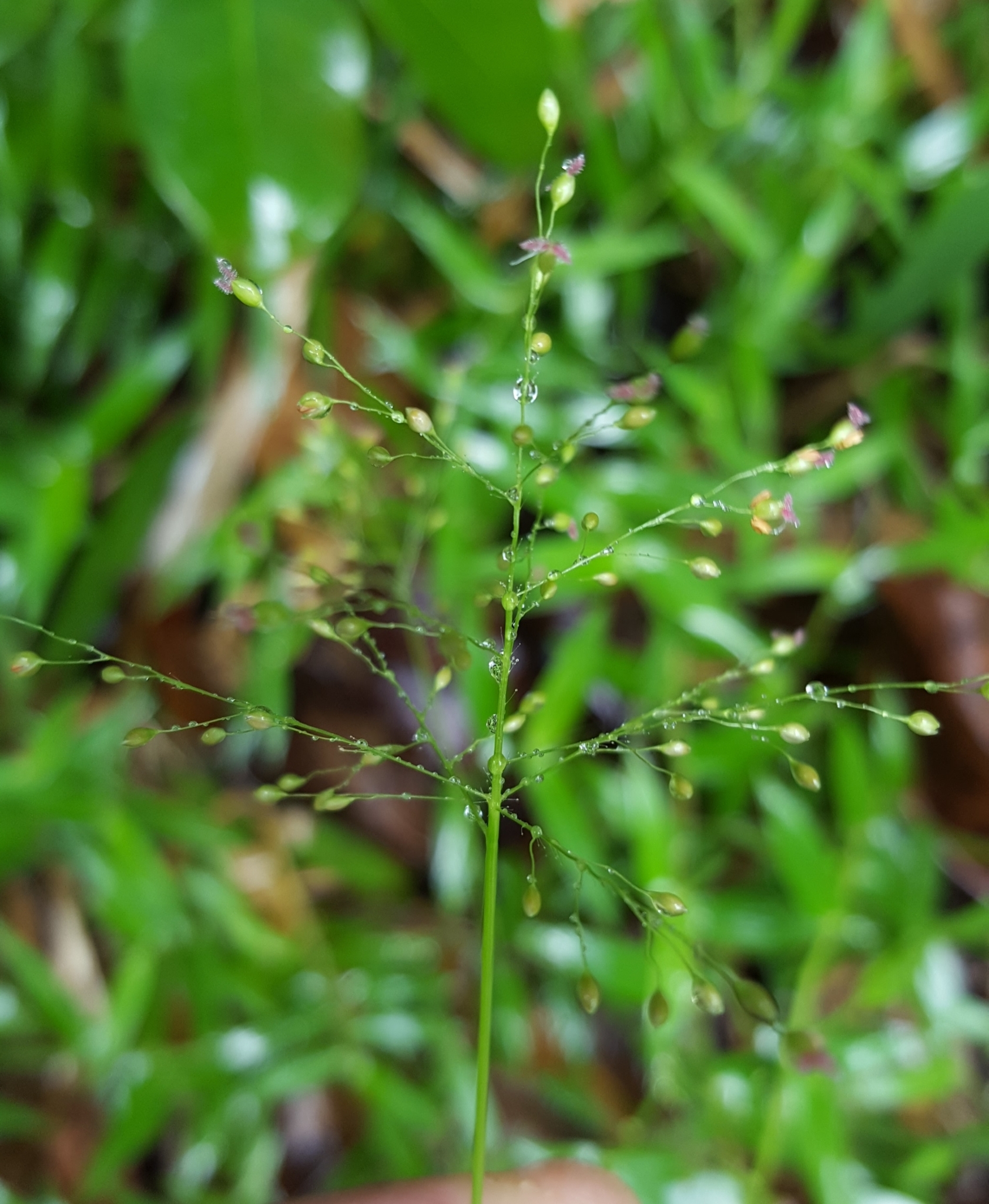 (c) François Rousseu, certains droits réservés (CC BY-NC) https://www.inaturalist.org/observations/104624041
