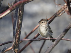 Spizella breweri breweri