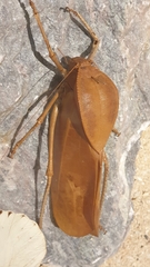 Pneumoridae
