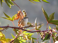 Peucaea ruficauda acuminata