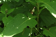 Cicerbita prenanthoides