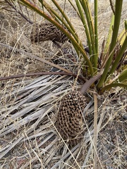 Macrozamia fraseri