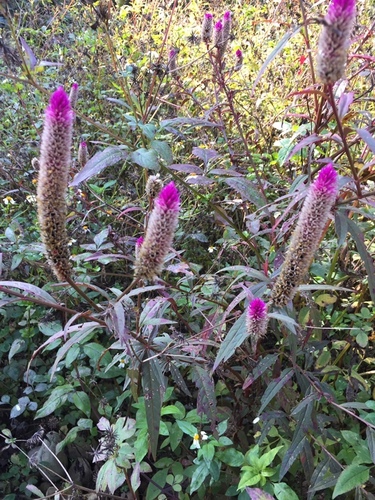 Quail grass (Celosia argentea): origin and uses โ photo 3