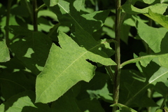 Cicerbita prenanthoides