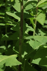 Cicerbita prenanthoides