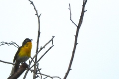 Icteria virens auricollis