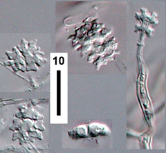 Dendrosporium