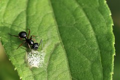 Polyrhachis laevissima