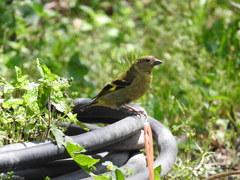 Spinus magellanicus capitalis