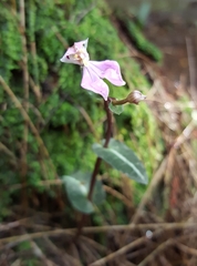 Disperis togoensis image