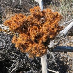 Teloschistes puber