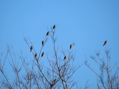 Chloris sinica